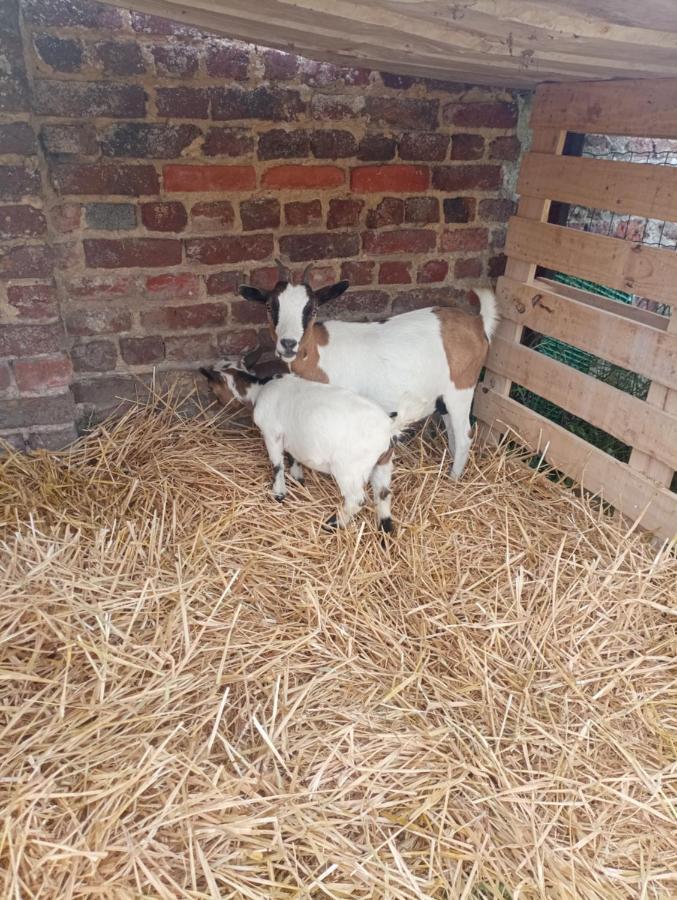 Gite A La Ferme Chez Magali Escaudoeuvres Zewnętrze zdjęcie