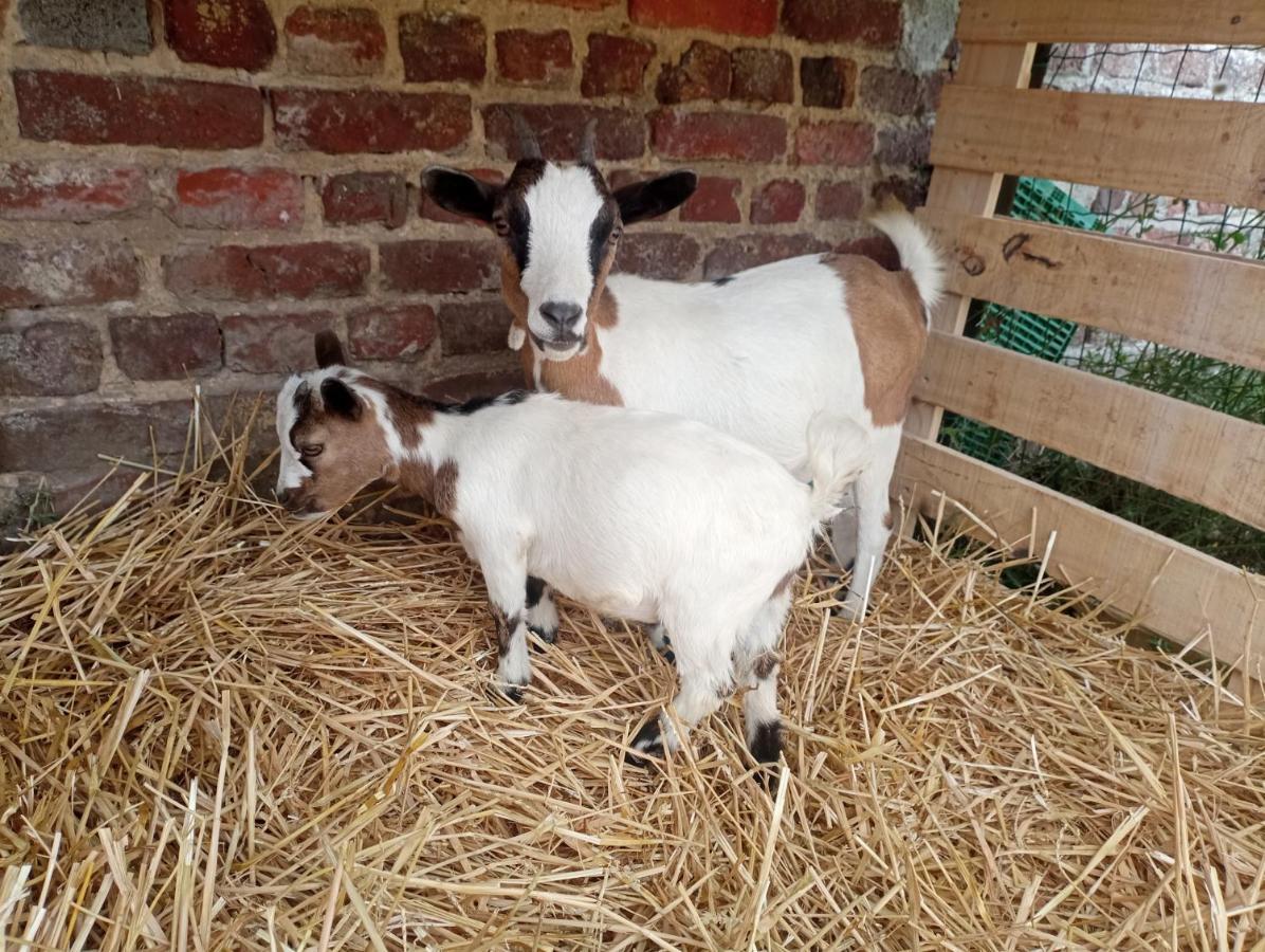 Gite A La Ferme Chez Magali Escaudoeuvres Zewnętrze zdjęcie